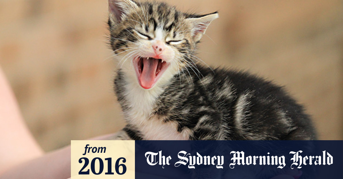 Video More warm weather, more kittens